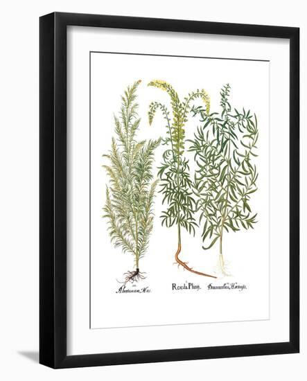 Artemisiae & Reseda-Besler Basilius-Framed Giclee Print