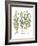 Artemisiae & Reseda-Besler Basilius-Framed Giclee Print