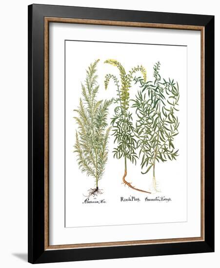 Artemisiae & Reseda-Besler Basilius-Framed Giclee Print