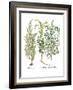 Artemisiae & Reseda-Besler Basilius-Framed Giclee Print