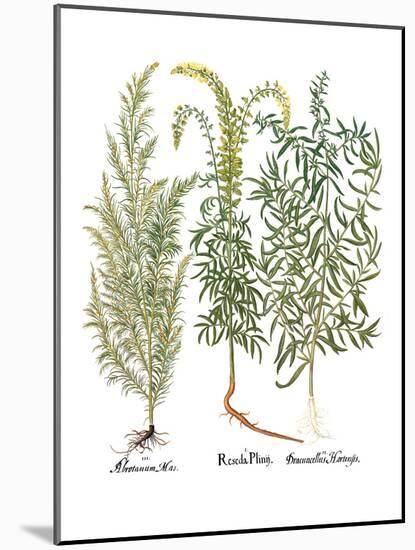 Artemisiae & Reseda-Besler Basilius-Mounted Giclee Print