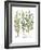 Artemisiae & Reseda-Besler Basilius-Framed Giclee Print