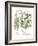 Artemisiae & Reseda-Besler Basilius-Framed Giclee Print