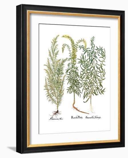 Artemisiae & Reseda-Besler Basilius-Framed Giclee Print