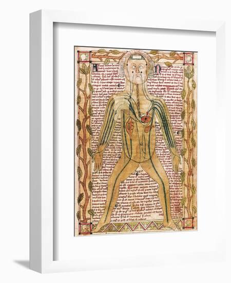 Arterial and Venous System, 'Treatise on the Human Body' 1292-null-Framed Art Print