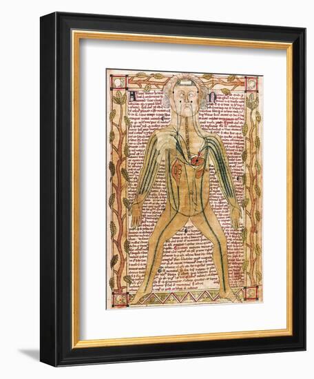 Arterial and Venous System, 'Treatise on the Human Body' 1292-null-Framed Art Print