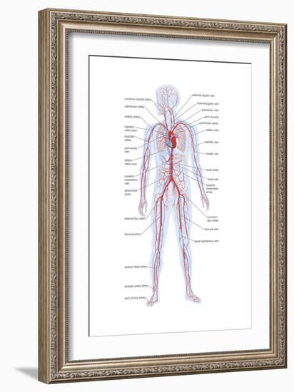 Arteries and Veins-Encyclopaedia Britannica-Framed Art Print