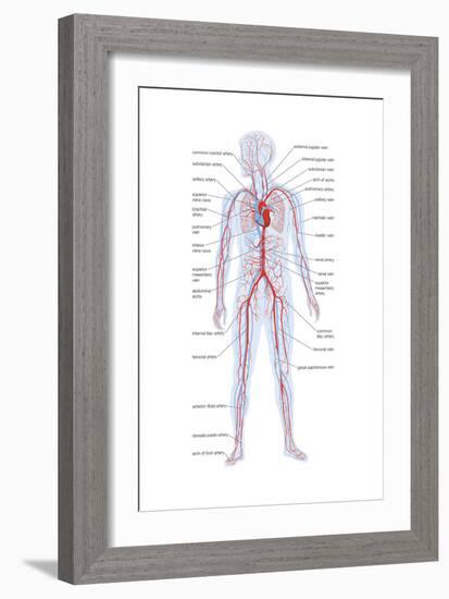 Arteries and Veins-Encyclopaedia Britannica-Framed Art Print