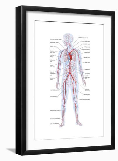 Arteries and Veins-Encyclopaedia Britannica-Framed Art Print