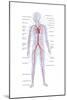 Arteries and Veins-Encyclopaedia Britannica-Mounted Art Print