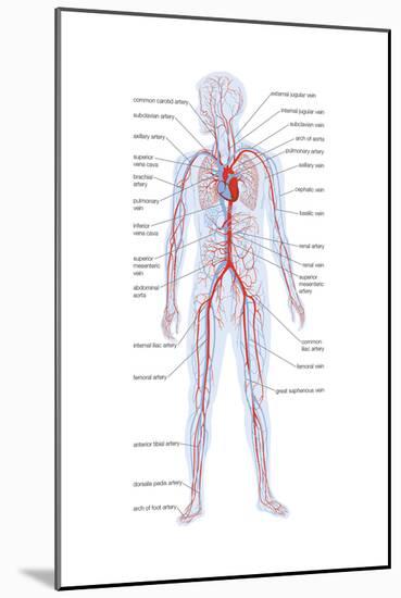 Arteries and Veins-Encyclopaedia Britannica-Mounted Art Print