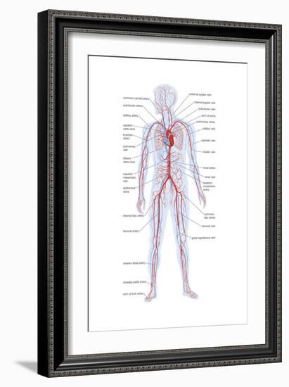 Arteries and Veins-Encyclopaedia Britannica-Framed Art Print