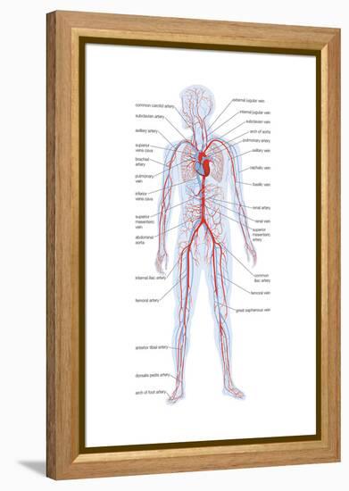 Arteries and Veins-Encyclopaedia Britannica-Framed Stretched Canvas