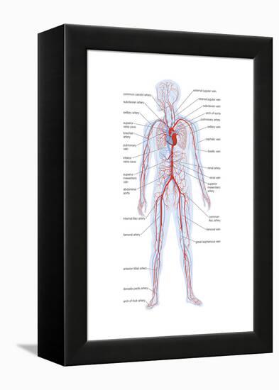 Arteries and Veins-Encyclopaedia Britannica-Framed Stretched Canvas