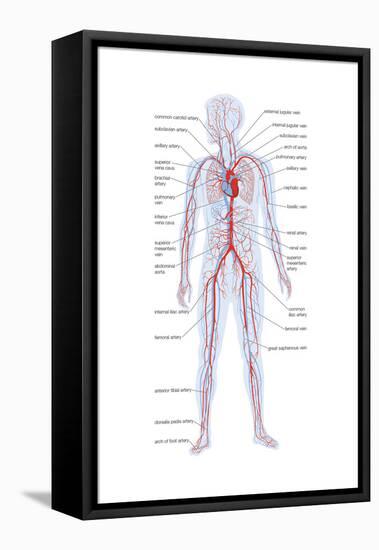 Arteries and Veins-Encyclopaedia Britannica-Framed Stretched Canvas