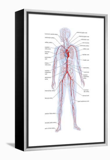 Arteries and Veins-Encyclopaedia Britannica-Framed Stretched Canvas