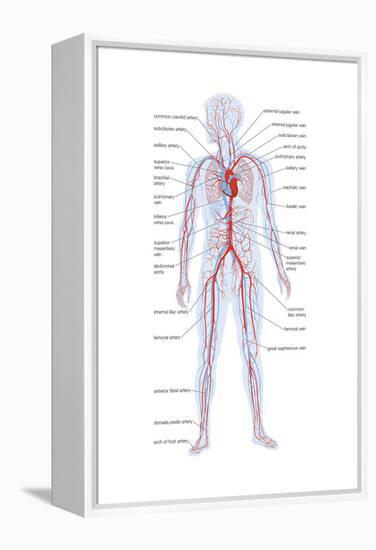 Arteries and Veins-Encyclopaedia Britannica-Framed Stretched Canvas