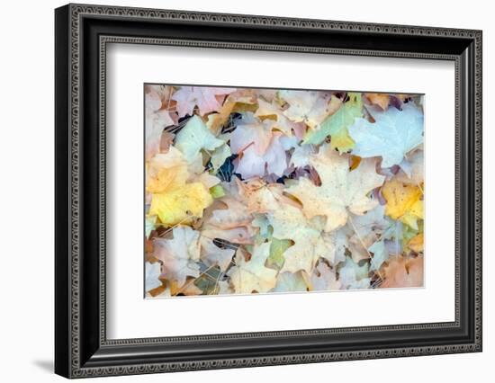 Artful Notions No. 72-Murray Bolesta-Framed Photographic Print