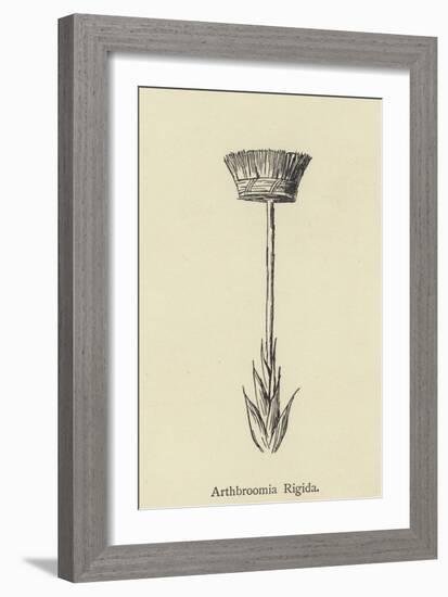 Arthbroomia Rigida-Edward Lear-Framed Giclee Print