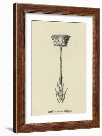 Arthbroomia Rigida-Edward Lear-Framed Giclee Print