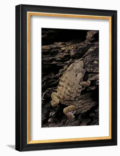 Arthroleptis (Squeaking Frogs)-Paul Starosta-Framed Photographic Print