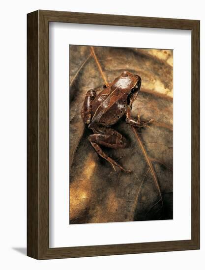 Arthroleptis Variabilis (Buea Screeching Frog)-Paul Starosta-Framed Photographic Print