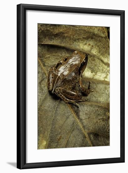 Arthroleptis Variabilis (Buea Screeching Frog)-Paul Starosta-Framed Photographic Print