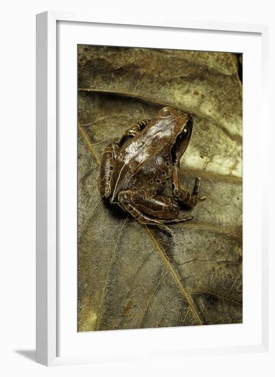 Arthroleptis Variabilis (Buea Screeching Frog)-Paul Starosta-Framed Photographic Print