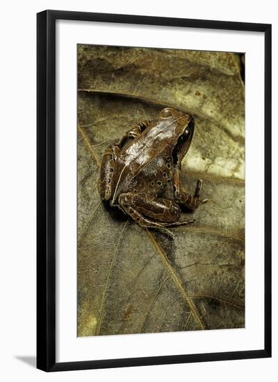 Arthroleptis Variabilis (Buea Screeching Frog)-Paul Starosta-Framed Photographic Print