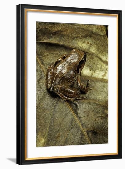 Arthroleptis Variabilis (Buea Screeching Frog)-Paul Starosta-Framed Photographic Print