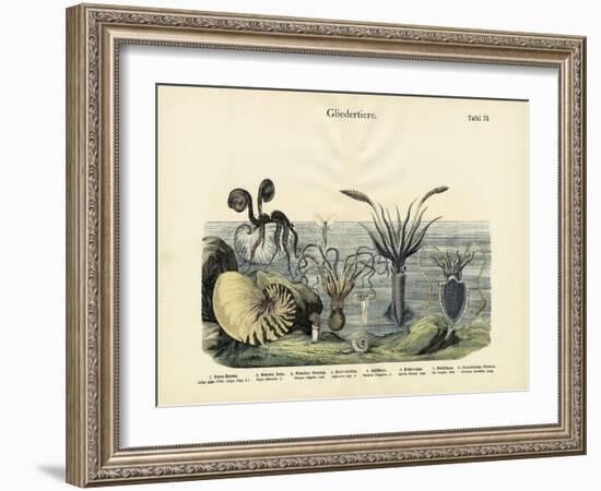 Arthropods, C.1860-null-Framed Giclee Print