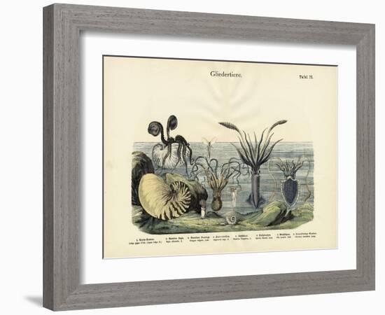 Arthropods, C.1860-null-Framed Giclee Print