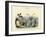 Arthropods, C.1860-null-Framed Giclee Print