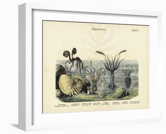 Arthropods, C.1860-null-Framed Giclee Print