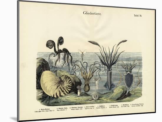 Arthropods, C.1860-null-Mounted Giclee Print