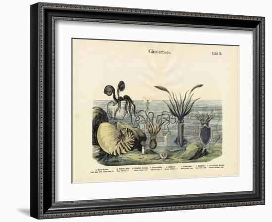 Arthropods, C.1860-null-Framed Giclee Print