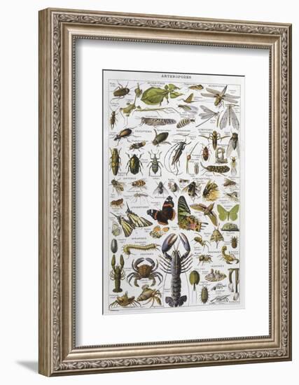 Arthropods Including a Wide Variety of Insects-null-Framed Photographic Print