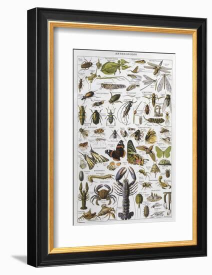 Arthropods Including a Wide Variety of Insects-null-Framed Photographic Print