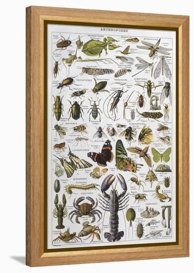 Arthropods Including a Wide Variety of Insects-null-Framed Premier Image Canvas