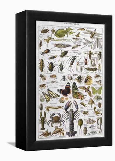 Arthropods Including a Wide Variety of Insects-null-Framed Premier Image Canvas