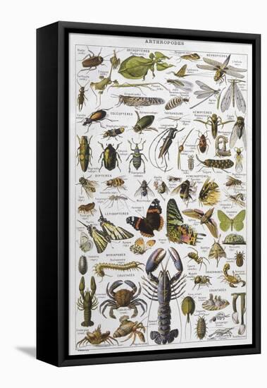 Arthropods Including a Wide Variety of Insects-null-Framed Premier Image Canvas