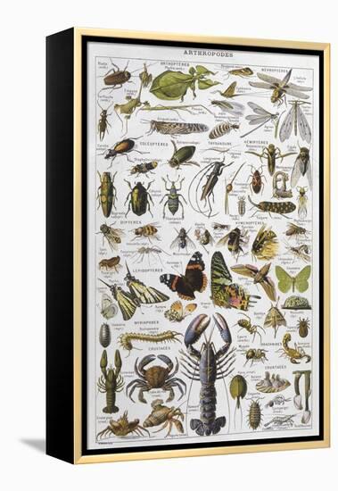 Arthropods Including a Wide Variety of Insects-null-Framed Premier Image Canvas