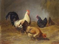 Poultry Feeding-Arthur Fitzwilliam Tait-Giclee Print