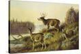 Stretched Canvas Print