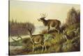 Stretched Canvas Print