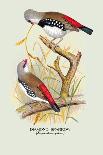 Cape Canary, Sulphur-Coloured Seed-Eater-Arthur G. Butler-Art Print