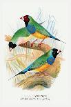 Gouldian Finch-Arthur G. Butler-Art Print