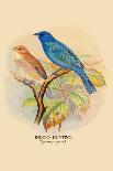 Gouldian Finch-Arthur G. Butler-Art Print