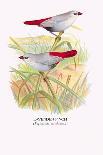 Diamond Sparrow-Arthur G. Butler-Art Print