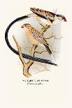 Pin-Tailed Whydah-Arthur G. Butler-Art Print
